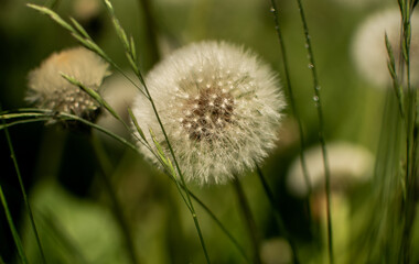 dandelion on grass