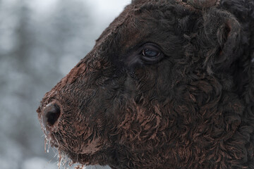 Close-up image of the Big Black Bull in the snow training to fight in the arena. The concept of...
