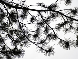 Black and white background with silhouette of pine-tree branch with needles