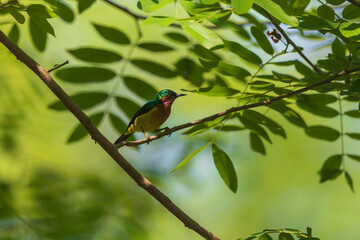 Ruby-cheeked sunbird (Chalcoparia singalensis) at Hijuli Forest, Nadia, West Bengal, India