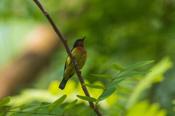 Ruby-cheeked sunbird (Chalcoparia singalensis) at Hijuli Forest, Nadia, West Bengal, India