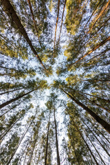 Fototapeta premium Pine forest on a clear summer day. Bottom view of tall old trees in forest.