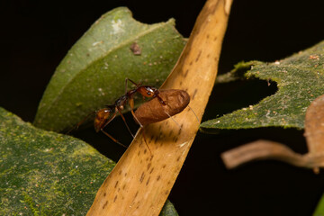 formiga-de-estalo carregando casulo da própria espécie  