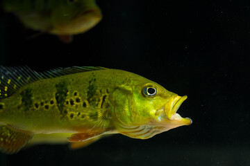 Cichla on a black background