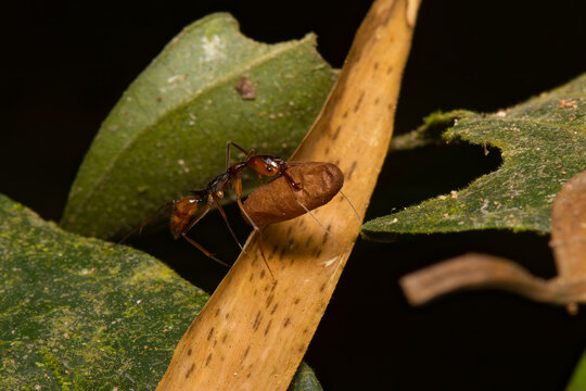formiga-de-estalo carregando casulo da pr&oacute;pria esp&eacute;cie  