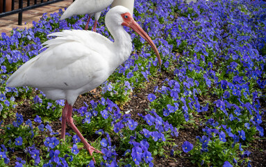 stork on the grass