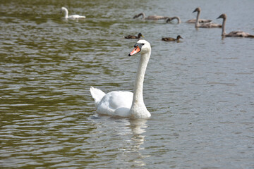 Schwäne und Enten im Wasser