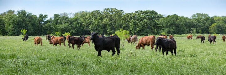 Herd of cows grazing on green pasture on the beef cattle ranch