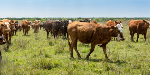 Herd of cows grazing on pasture on the beef cattle ranch