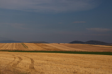 Fototapeta na wymiar Countryside view, landscape with a field of wheat and dramatic sky, Greece