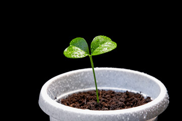 Small sprout of a tangerine tree in a pot for indoor plants with dew drops on the first two leaves highlighted on a black background