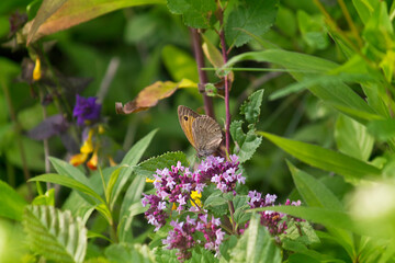 a brown butterfly close-up on a purple flower