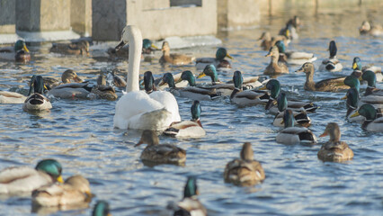 Swan and ducks on frozen river. Flock of wild ducks and swans swims in the pond. Wintering of wild birds in the city.