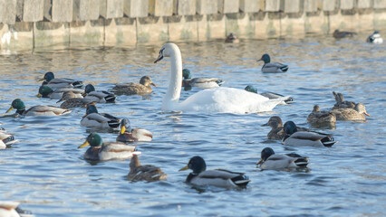 Fototapeta premium Swan and ducks on frozen river. Flock of wild ducks and swans swims in the pond. Wintering of wild birds in the city.