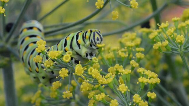 Parsley worm parsley caterpillar eating dill to prepare for creating a cocoon to become a Swallowtail Butterfly
