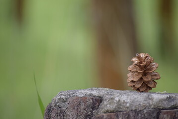 pine cones on a tree