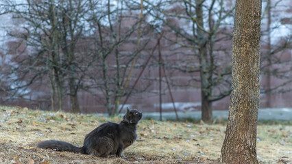 Homeles cat is looking for shelter. Abandoned animal, street cat. The cat is waiting for new owners.