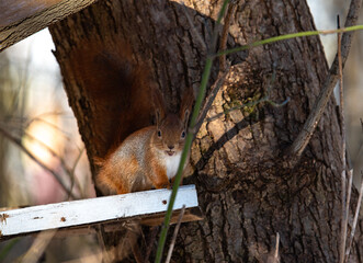 the squirrel is sitting in the feeder