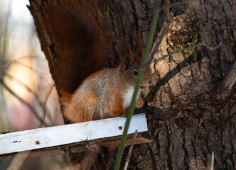 Obraz premium the squirrel is sitting in the feeder