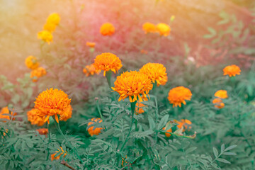Marigold flowers in the meadow.