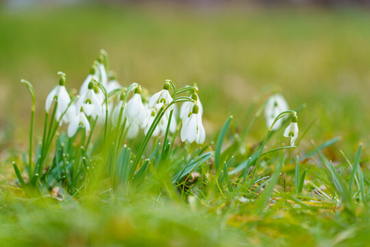 Schneegl&ouml;ckchen