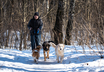 a guy walks with three dogs in the woods in winter