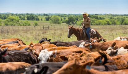 Cattleman rounding up cows and calves to send to new pasture
