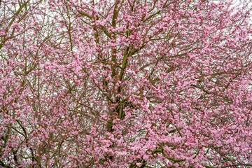Spring beauty, lush blooming tree, pink flowers