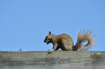 squirrel eating a peanut on wooden swing set by bird feeder