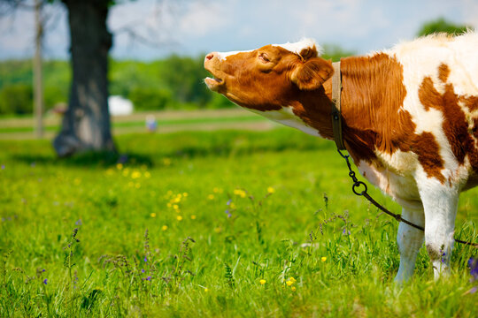 happy cow grazes on a green meadow. Cow farm. Milk's farm 