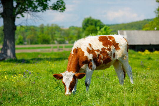 happy cow grazes on a green meadow. Cow farm. Milk's farm 