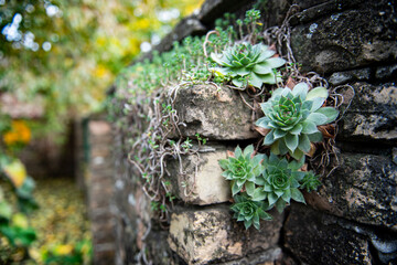 The common houseleek. Sempervivum tectorum, also known as hens and chicks