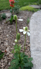 tall thimbleweed Anemone virginiana perennial native flower plant
