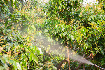 spraying plant medicine in the garden.