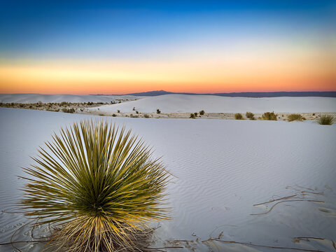 Sundown Yucca 2 © Bill Chizek