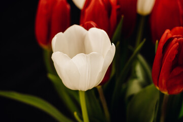 Bouquet of tulips on a black background. White and red tulips on a black background. One tulip bud...
