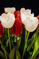Bouquet of tulips on a black background. White and red tulips on a black background. 