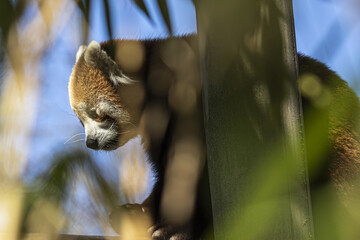 red panda in the woods