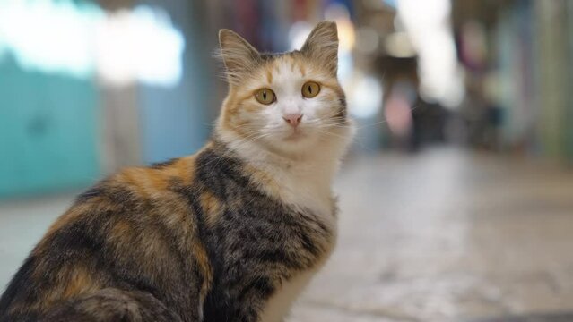 Close up of a cat with golden eyes looking to the camera while sitting on the floor of street market. 