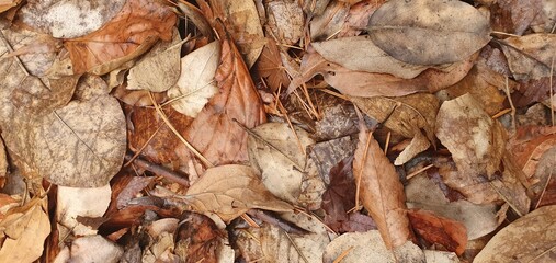 leaves background