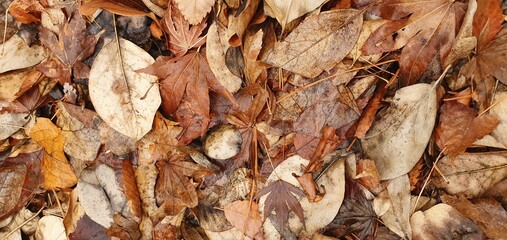 autumn leaves background