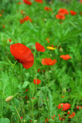 close up of the poppies on the  field