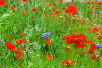 close up of the popy flowers field background