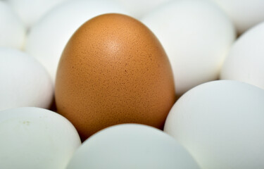 Chicken eggs. One brown among the whites. Close-up