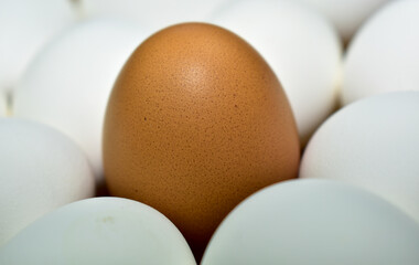 Chicken eggs. One brown among the whites. Close-up