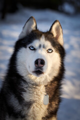 Portrait cute siberian husky dog wolf in sunny evining forest