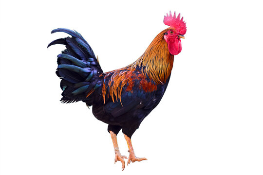 Cock isolated on the white background.