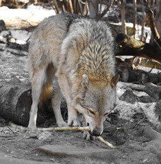 Eurasian wolf (Canis lupus lupus) with stick in forest in spring