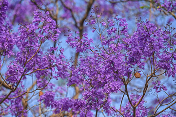 flores de jacaranda 