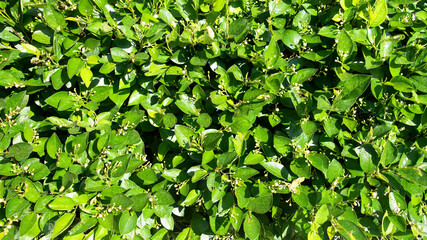 Fototapeta na wymiar Green foliage bright shrub Cotoneaster lucidus in early spring in May. Photo for the catalog of plants of the garden center or plant nursery. Image for visualization for landscape design